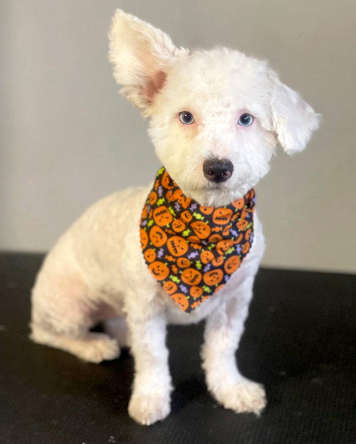Photo of Pippa