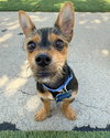 Moose - Photo 10