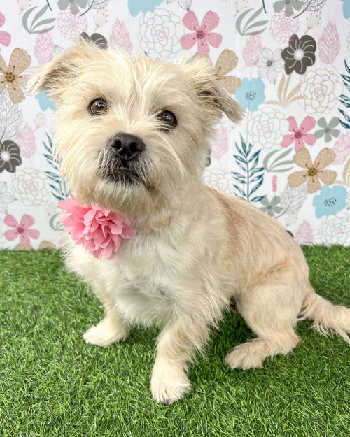 picture of the dog needing adoption