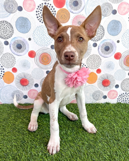 picture of the dog needing adoption