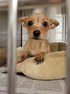 Beanie Baby (Beans) - Photo 7