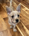 Beanie Baby (Beans) - Photo 4