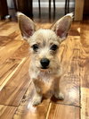 Beanie Baby (Beans) - Photo 5