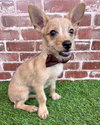 Beanie Baby (Beans) - Photo 6