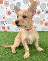 Beanie Baby (Beans) - Photo 2