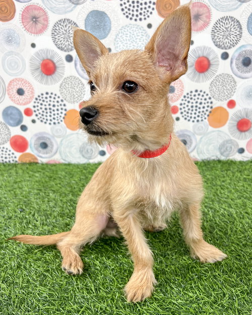picture of the dog needing adoption