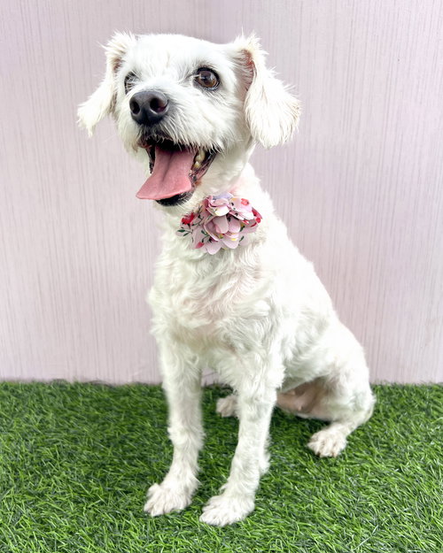 picture of the dog needing adoption