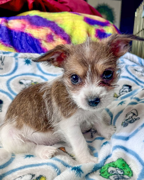 picture of the dog needing adoption