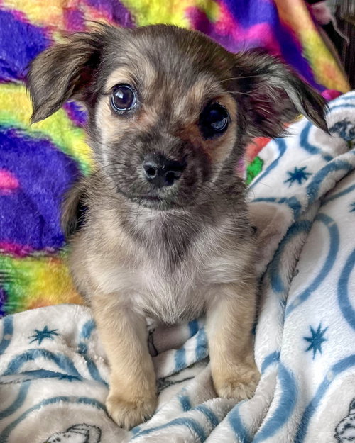 picture of the dog needing adoption