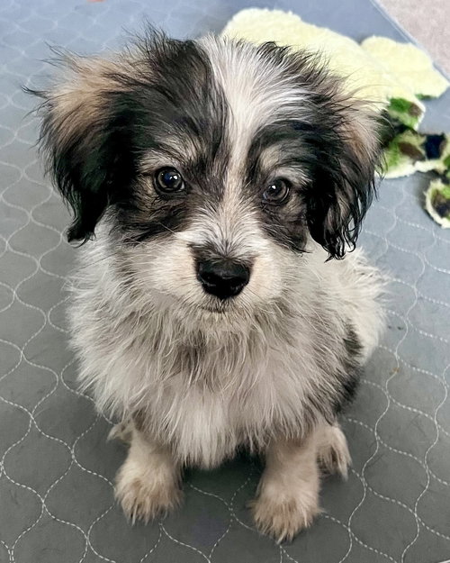 picture of the dog needing adoption