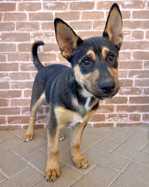 HARRY - Husky / German Shepherd Dog available for adoption