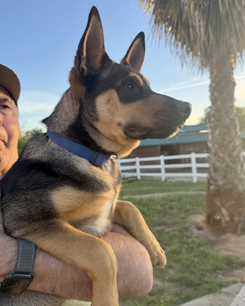 HARRY - Husky / German Shepherd Dog available for adoption