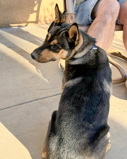 HARRY - Husky / German Shepherd Dog available for adoption