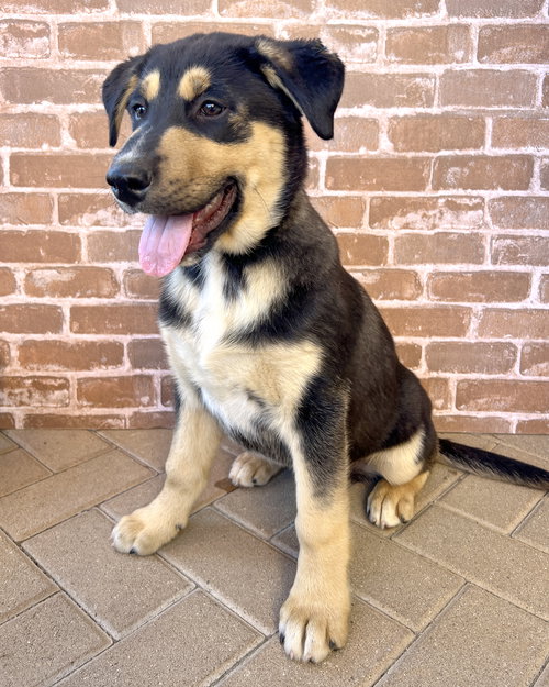 HAGRID - Husky / German Shepherd Dog available for adoption