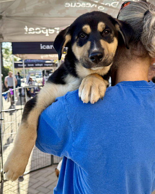 HAGRID - Husky / German Shepherd Dog available for adoption