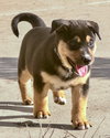Neville - Photo 5
