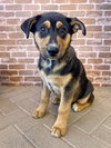 Neville - Photo 1