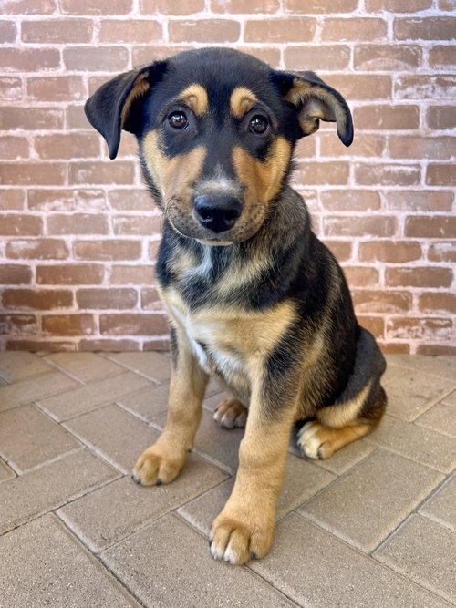 NEVILLE - Husky / German Shepherd Dog available for adoption