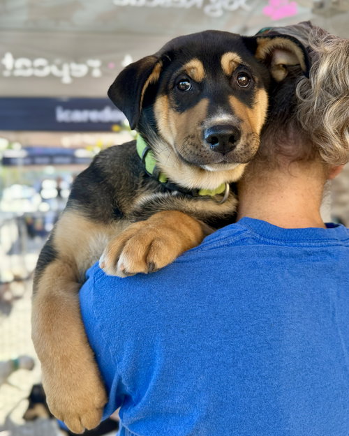 NEVILLE - Husky / German Shepherd Dog available for adoption