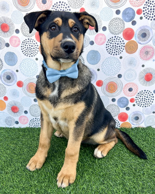 NEVILLE - Husky / German Shepherd Dog available for adoption