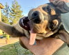 Neville - Photo 5