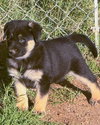 Sirius - Photo 3