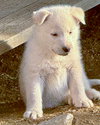 Draco - Photo 9