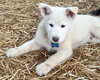 Draco - Photo 4