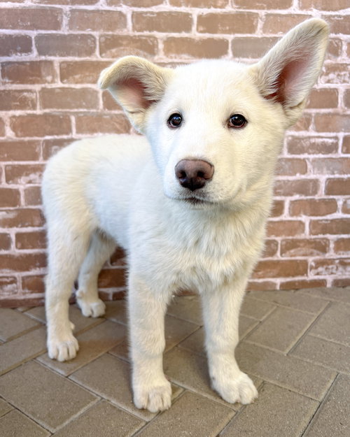 DRACO - Husky / German Shepherd Dog available for adoption