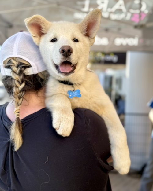 DRACO - Husky / German Shepherd Dog available for adoption