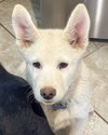 Draco - Photo 3