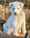 Lily - Photo 5