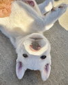 Lily - Photo 6