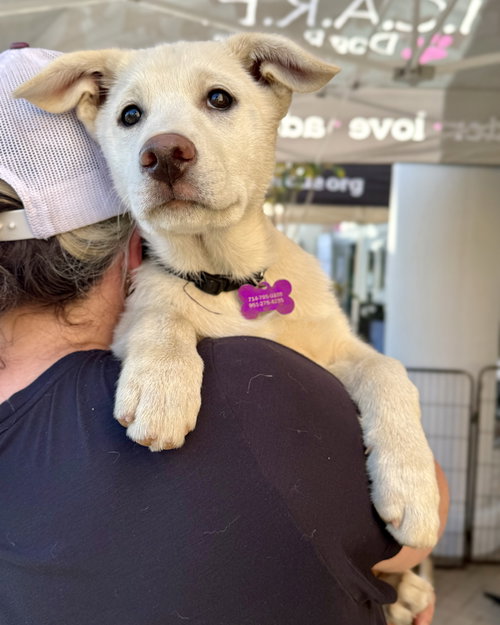 LILY - Husky / German Shepherd Dog available for adoption