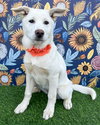 Lily - Photo 1