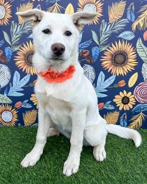 LILY - Husky / German Shepherd Dog available for adoption