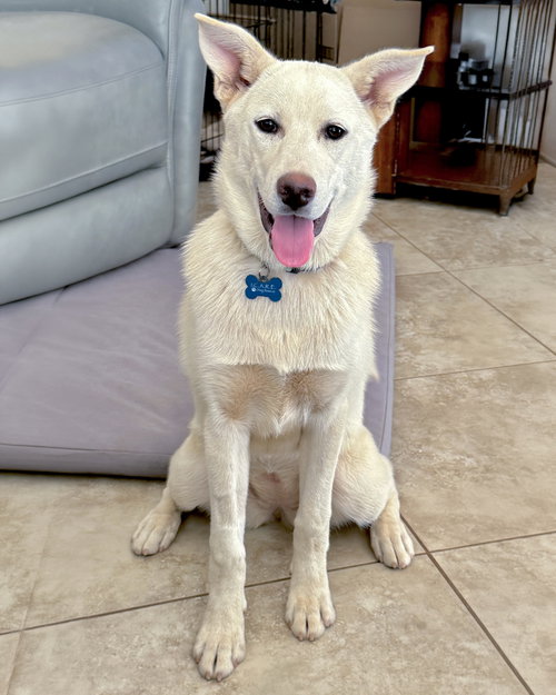 LILY - Husky / German Shepherd Dog available for adoption