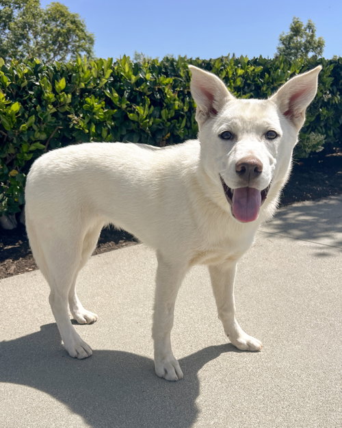 Lily, an adoptable Husky in Corona, CA