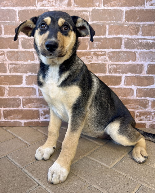 BELLATRIX - Husky / German Shepherd Dog available for adoption
