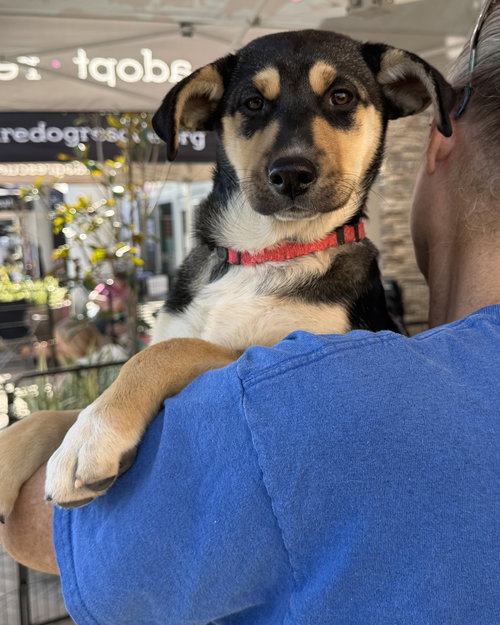 BELLATRIX - Husky / German Shepherd Dog available for adoption
