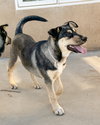 Bellatrix - Photo 1