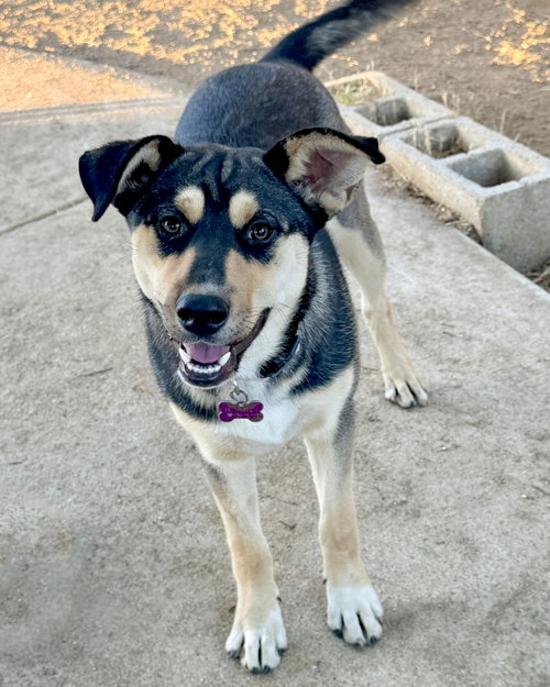 BELLATRIX - Husky / German Shepherd Dog available for adoption