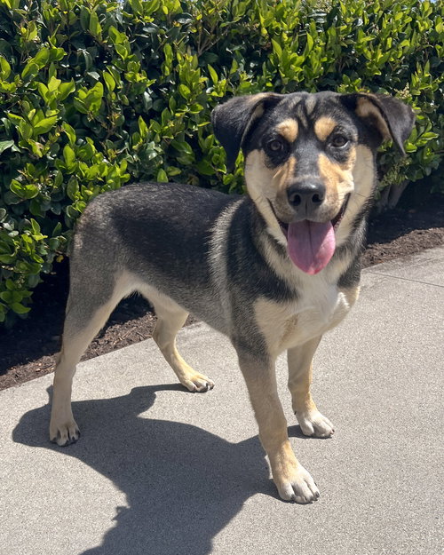 Bellatrix, an adoptable Husky in Corona, CA