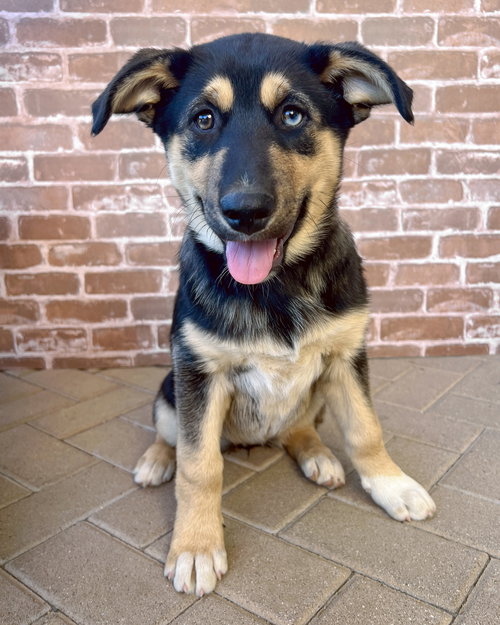 TONKS - Husky / German Shepherd Dog available for adoption