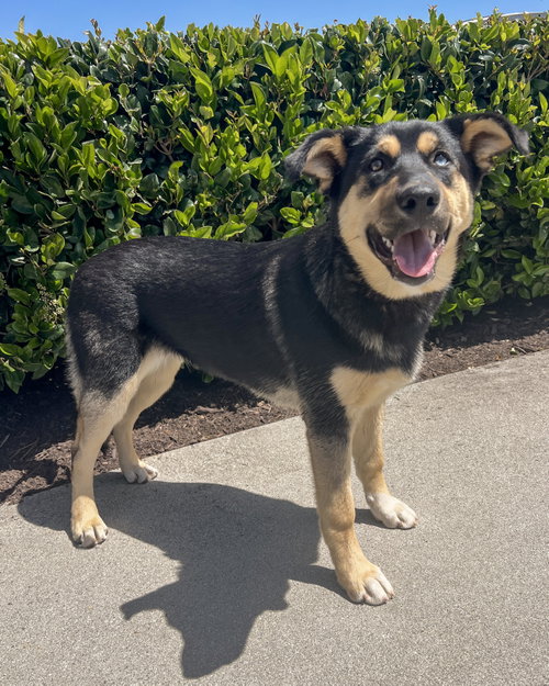 Tonks, an adoptable Husky in Corona, CA