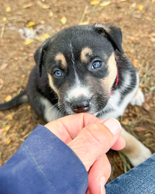 GINNY - Husky / Great Pyrenees available for adoption