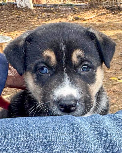 GINNY - Husky / Great Pyrenees available for adoption