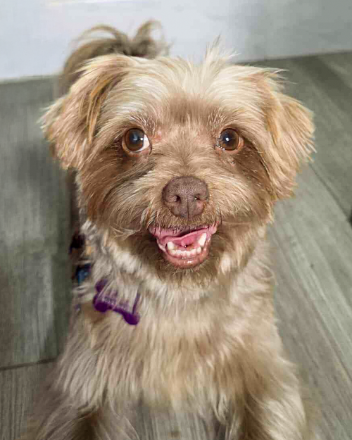 picture of the dog needing adoption