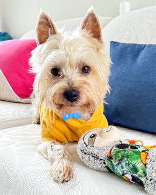TORO - Yorkshire Terrier Yorkie available for adoption