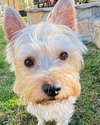 Toro - Photo 9